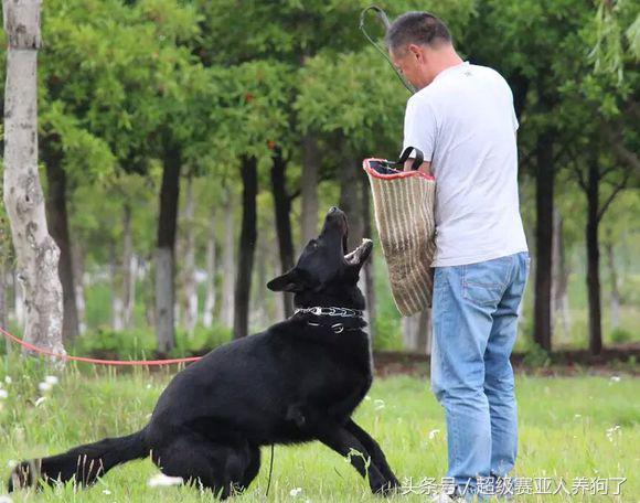 黑色德国牧羊犬(黑色牧羊犬)