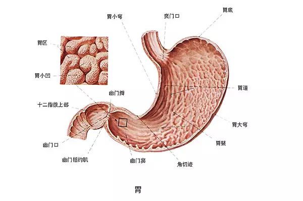 返流胃病如何调理?胃返流治不好吗