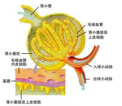 如何治疗肾炎?如何判断肾炎